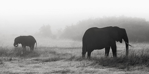 Photo d'éléphants en noir et blanc, dans le brouillard africain.